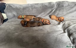 Miniature Dachshund dogs for sale: Stunning Brindle Dachshunds  - Image 14