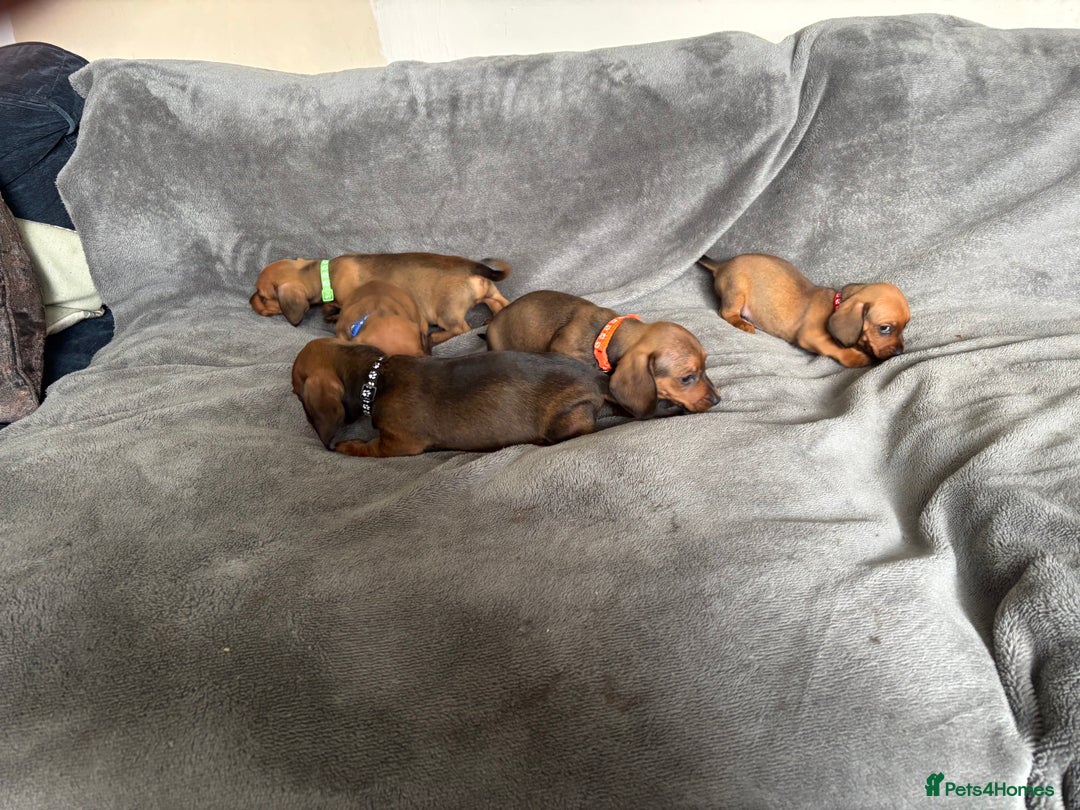 Miniature Dachshund dogs for sale: Stunning Brindle Dachshunds  - Image 14