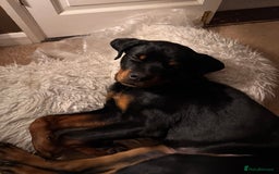 Rottweiler dogs for sale: Denzil  - Image 2