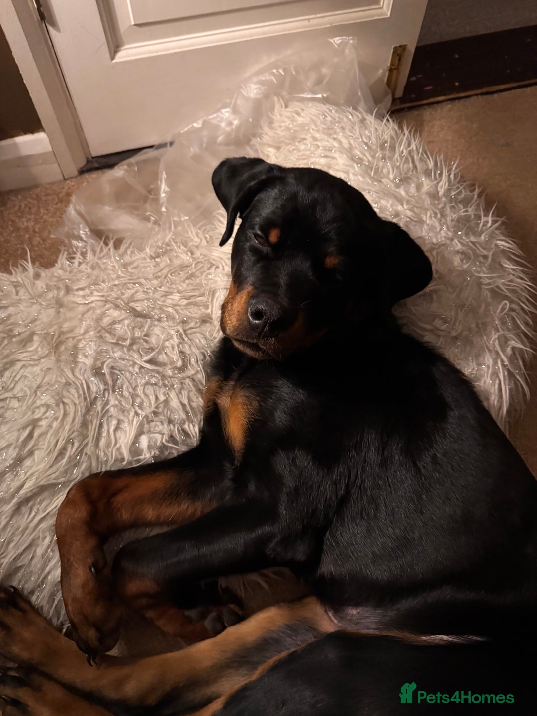 Rottweiler dogs for sale: Denzil  - Image 2