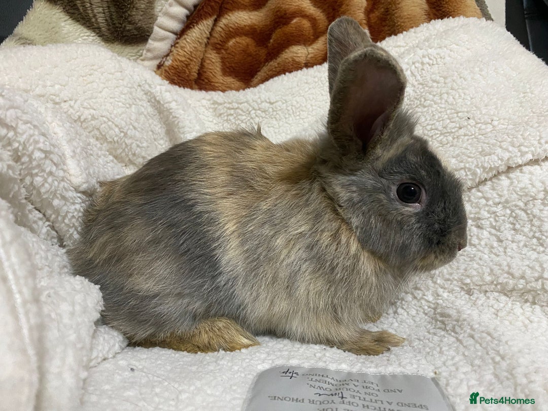 Mixed Breed rabbits for sale: Beautiful Bunnies Ready For New Homes - Advert 16