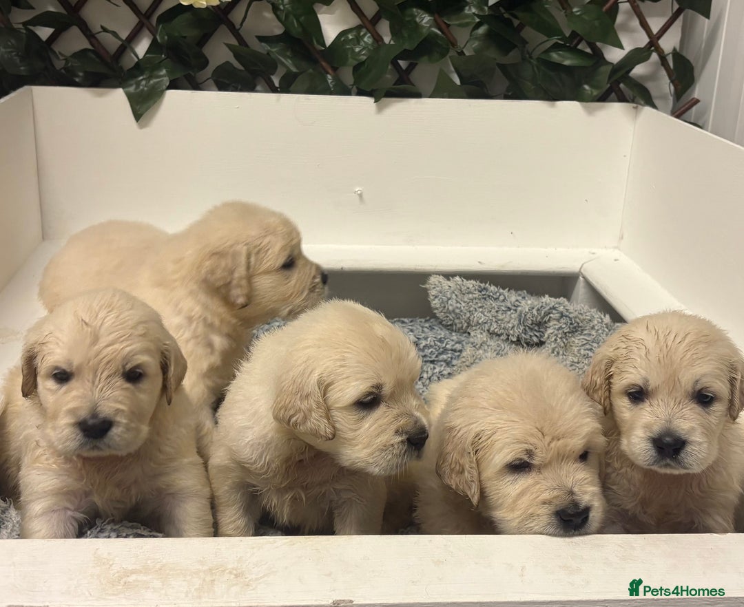 Golden Retriever dogs for sale: Golden Retriever Pups from Health Tested Parents  - Advert 19