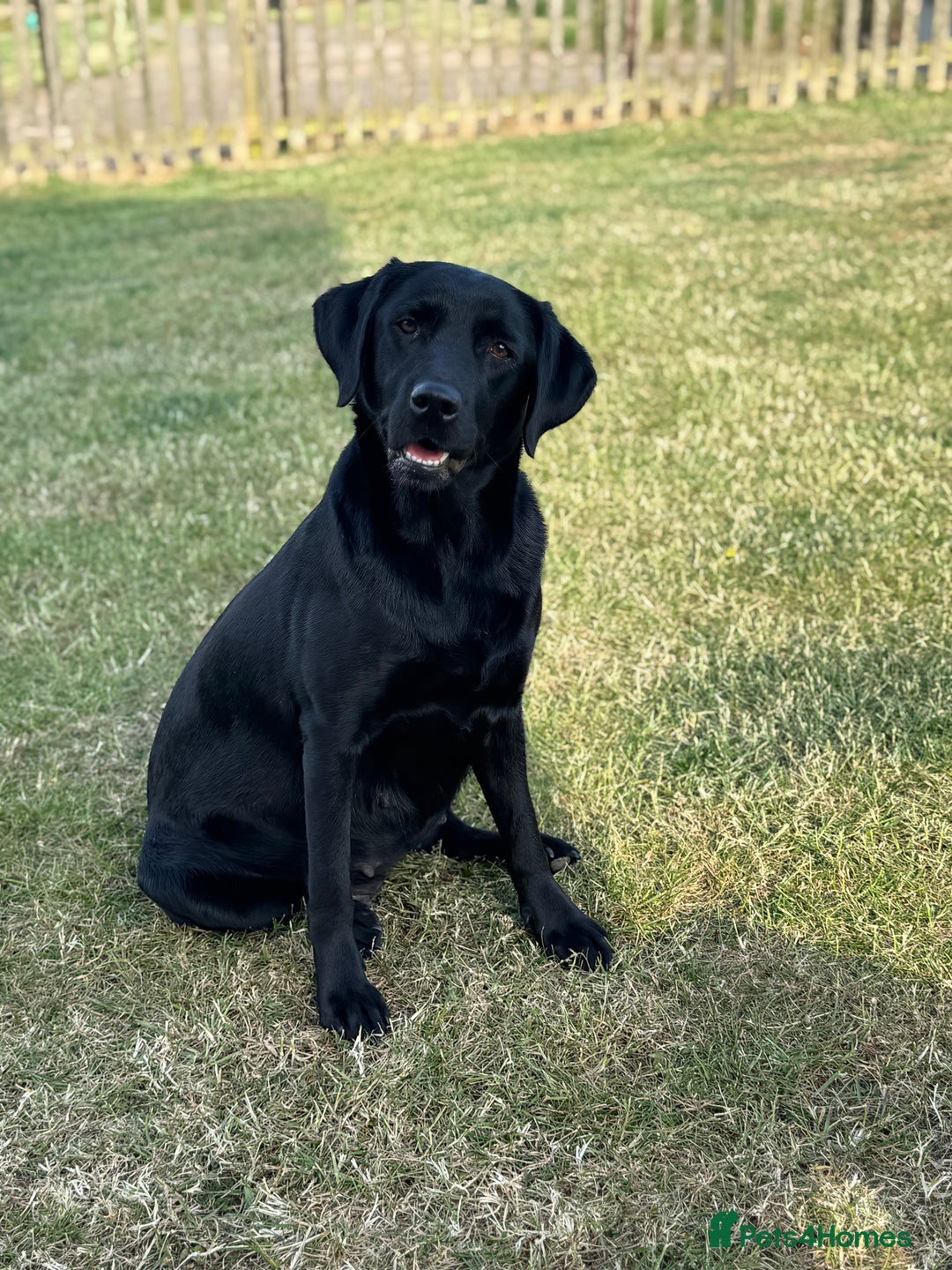 Labrador Retriever dogs for sale: KC Reg Health Tested Working Labradors - Image 4