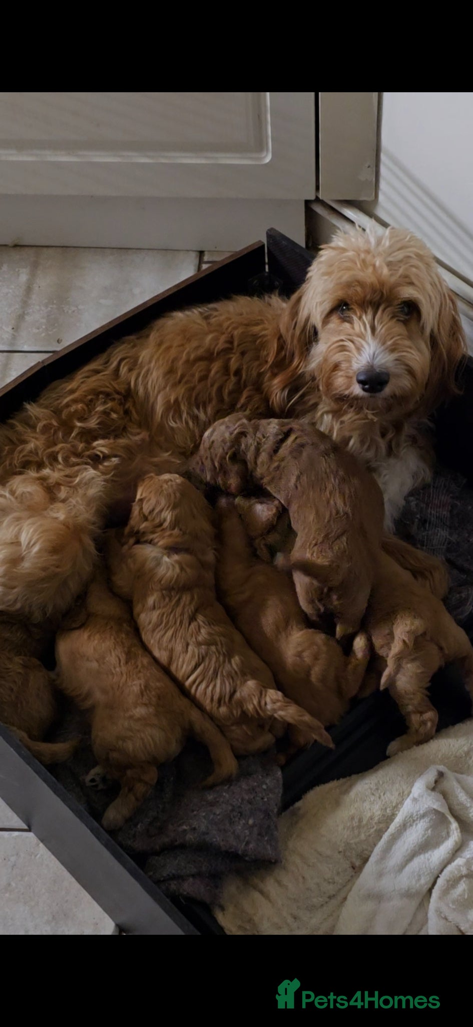 Cockapoo dogs F1B Mini Cockapoo Puppies 2Girls & 4Boys Available - Advert 2