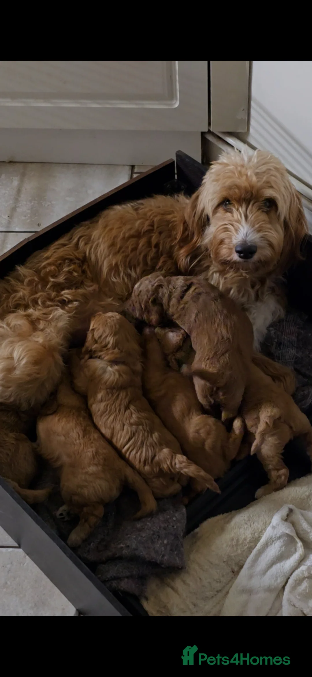 Cockapoo dogs for sale: F1B Mini Cockapoo Puppies 2Girls & 4Boys Available - Advert 1