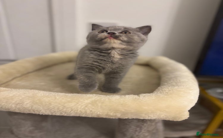 Brazilian Shorthair cats - Advert 1