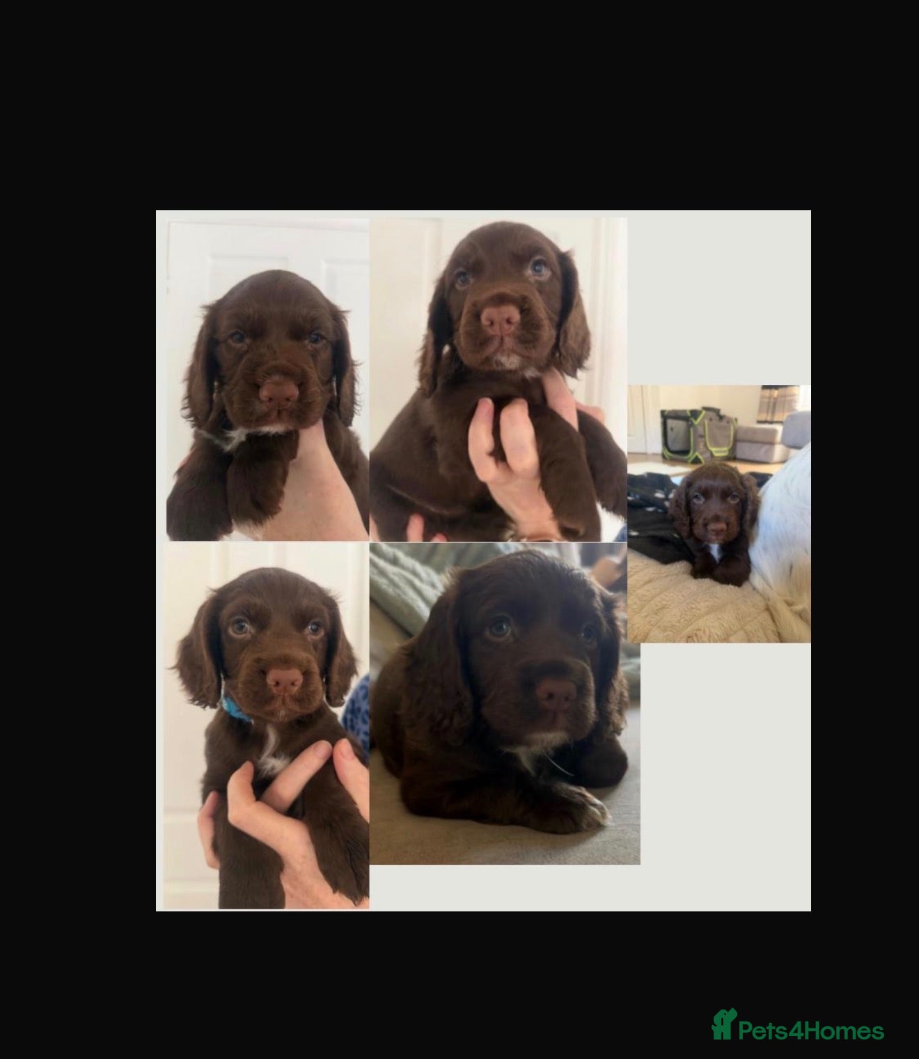 Cocker Spaniel dogs Beautiful chocolate and white cocker spaniels  - Advert 1