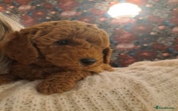 Miniature Poodle dogs for sale: Minature poodles for sale - Image 4