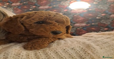 Miniature Poodle dogs - Advert 5