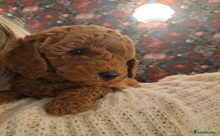Miniature Poodle dogs - Advert 10