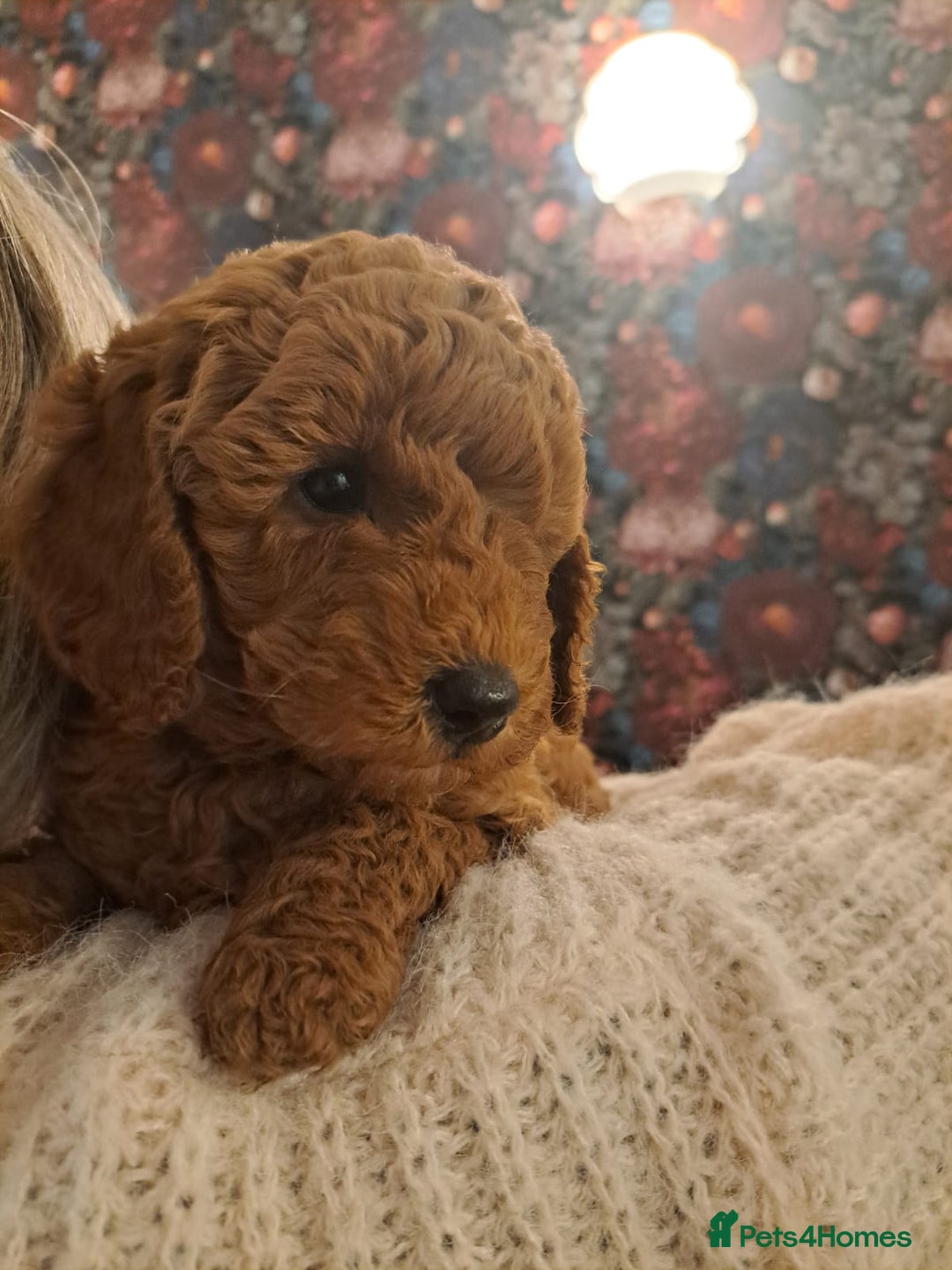 Miniature Poodle dogs for sale: Minature poodles for sale - Image 4