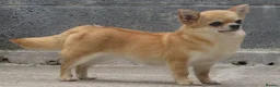 Chihuahua dogs for sale: RED CHIHUAHUA GIRL FOR SALE KENNEL CLUB REGISTERED - Advert 5
