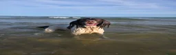 English Springer Spaniel dogs for stud: English Springer Spaniel.Proven.GGS of Helmsway  - Advert 3