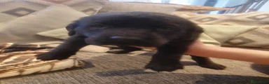 Labrador Retriever 3
