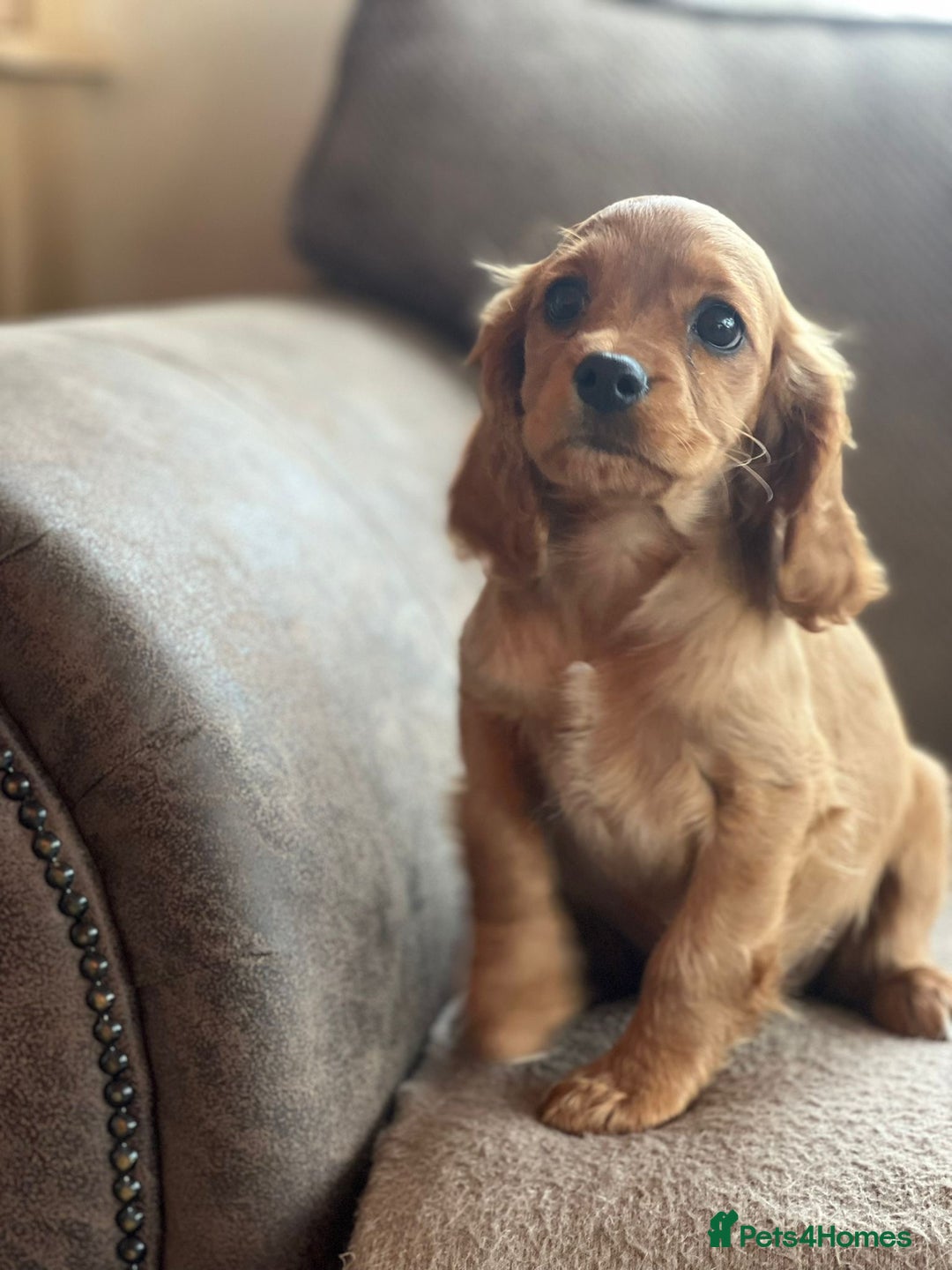 Mixed Breed dogs for sale: Beautiful litter of 6 cockalier pups - Image 2