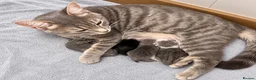 Mixed Breed cats for sale: Two lovely girls left - Advert 3