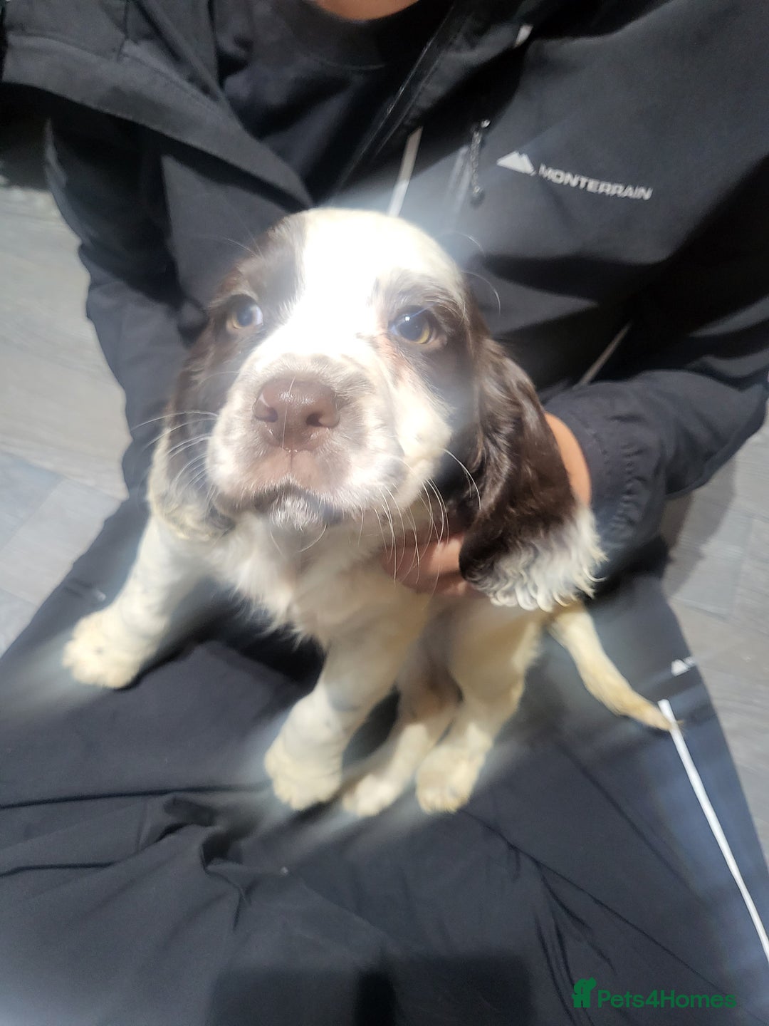 Cocker Spaniel dogs for sale: Cocker spaniel puppies  - Image 9