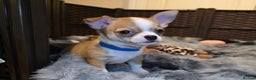 Chihuahua dogs for sale: Chihuahua Puppies 20TH  READY TO GO  - Advert 13