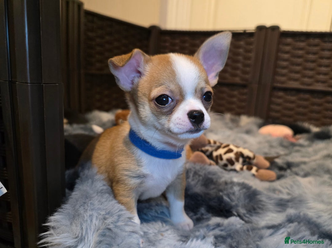 Chihuahua dogs for sale: Chihuahua Puppies 20TH  READY TO GO  - Advert 13