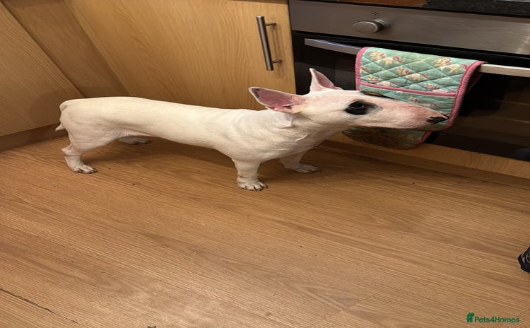 English Bull Terrier dogs - Advert 3
