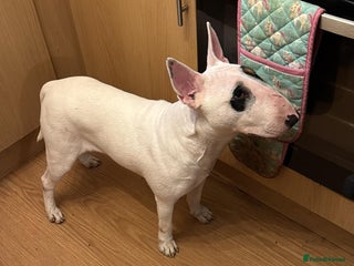 English Bull Terrier dogs - Advert 12