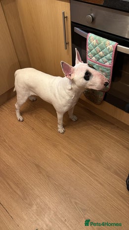 English Bull Terrier dogs - Advert 2