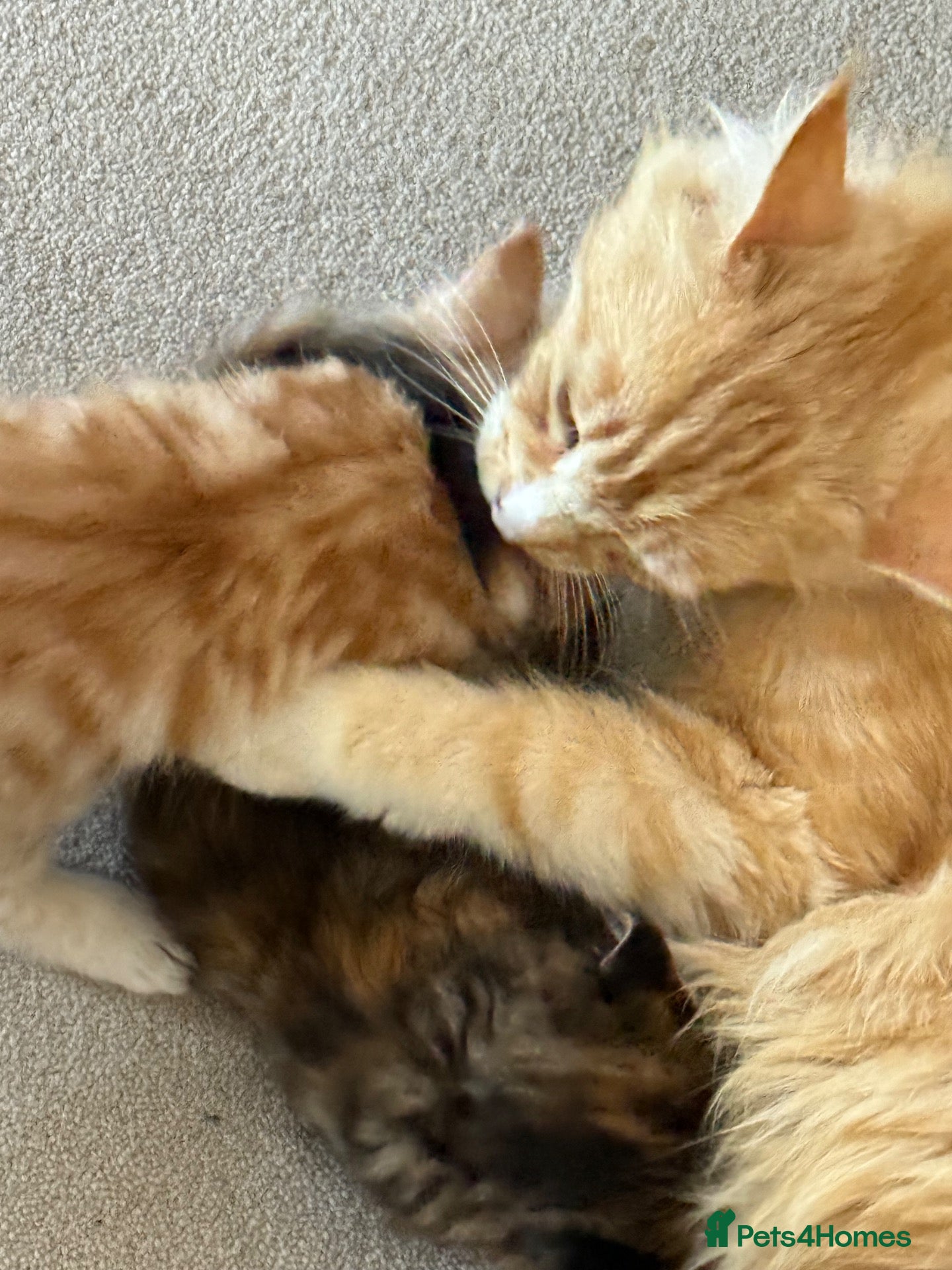 Mixed Breed cats Ginger Boys  - Advert 4