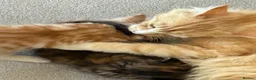 Mixed Breed cats for sale: Ginger Boys  - Advert 1