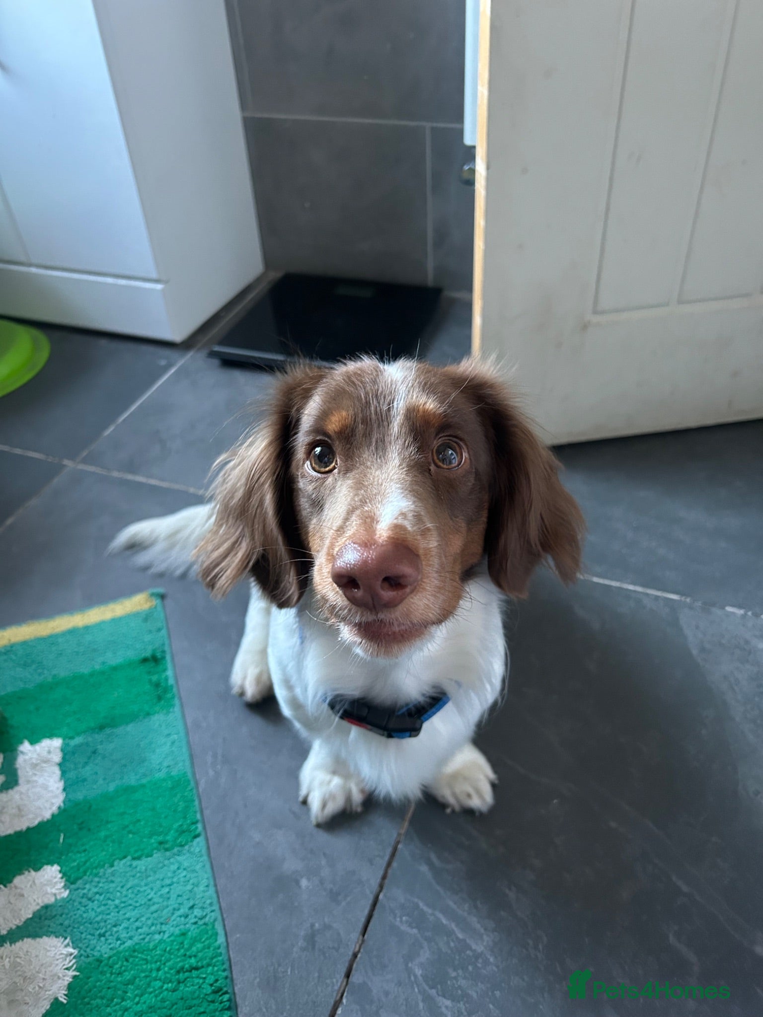 Miniature Dachshund dogs 1.5 year old male dachshund - Advert 1