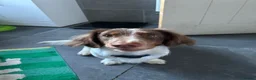 Miniature Dachshund dogs for sale: 1.5 year old male dachshund - Advert 1
