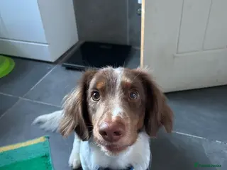 Miniature Dachshund dogs 1.5 year old male dachshund - Advert 10