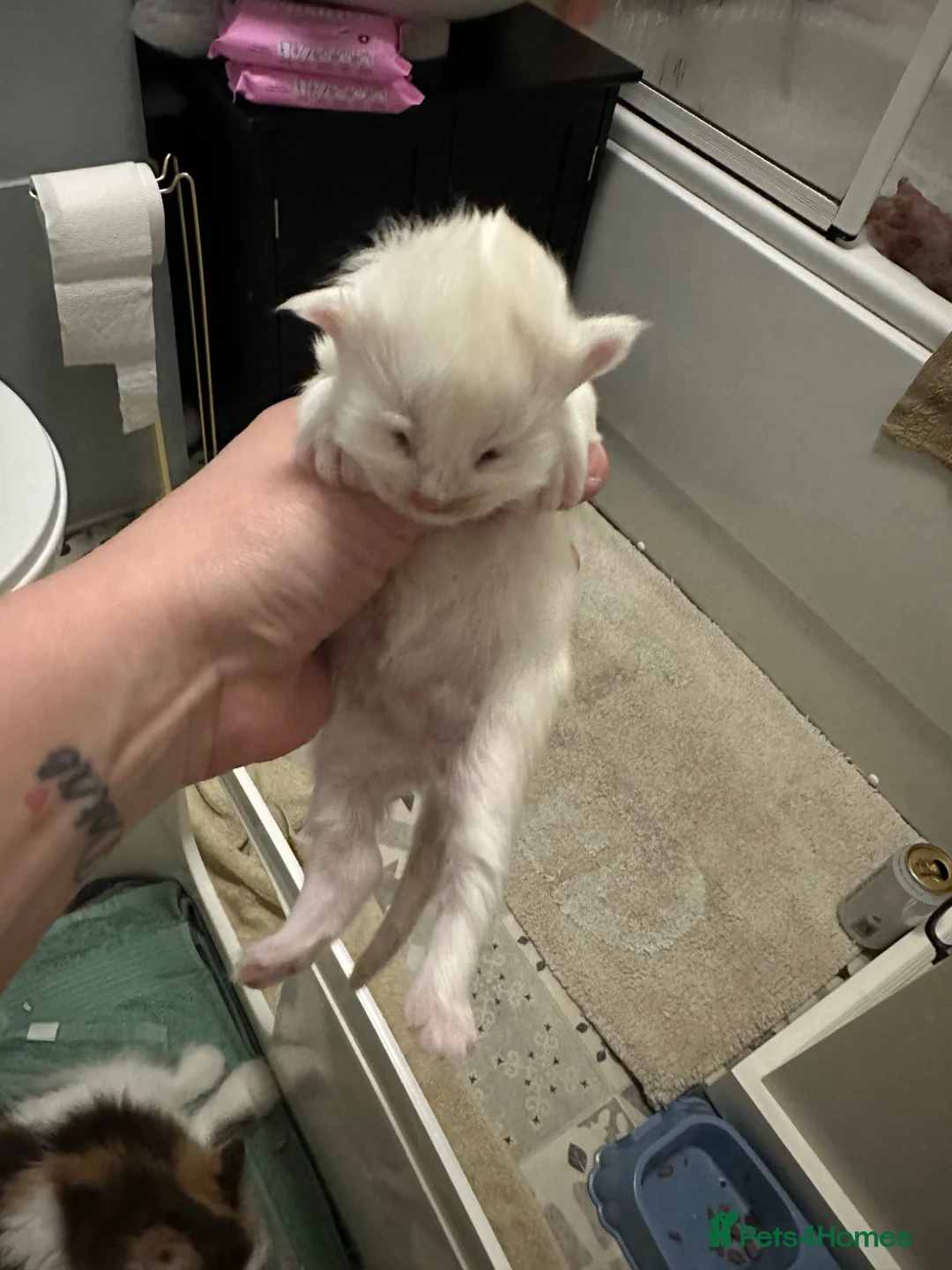 Mixed Breed cats for sale: Maine coon X in Fordingbridge - Advert 2