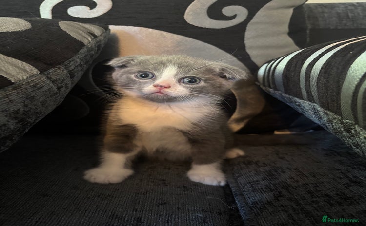 Scottish Fold cats - Advert 7