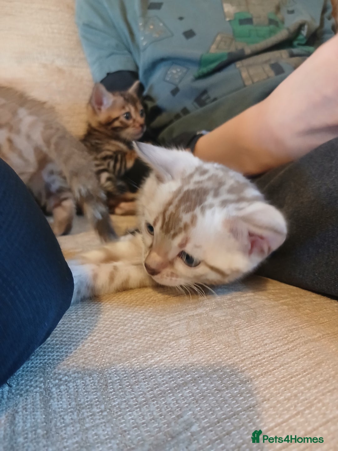 Bengal cats for sale: Family Raised TICA Bengal Kittens - Advert 17