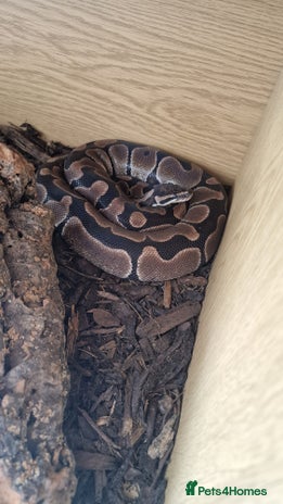 Python Snake reptiles in Gainsborough - Advert 1