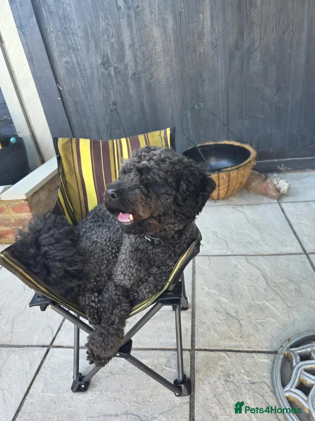 Labradoodle dogs for sale: Labradoodle  in Bognor Regis - Advert 2