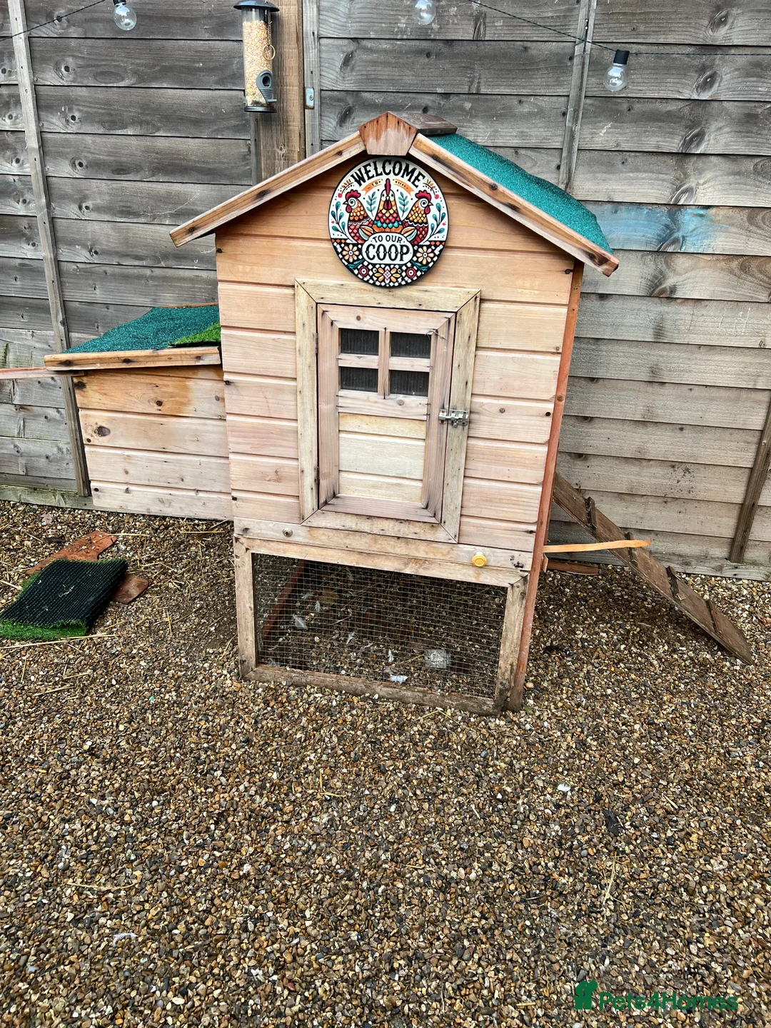 Chickens poultry for sale: 8 Month Old Hen & Cockerel for Sale  Includes Coop - Advert 3