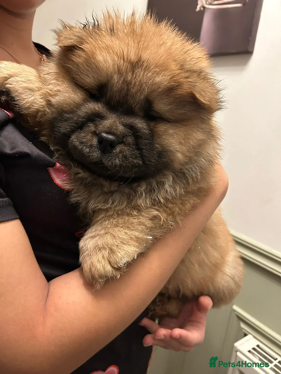 Chow Chow dogs for sale: Stunning Chow Chow Puppies Luxi Chow × Royal Chows - Advert 9