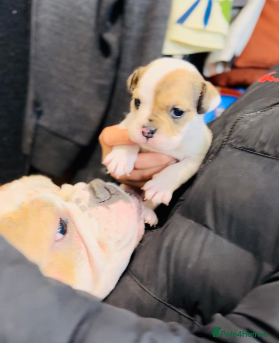 English Bulldog dogs for sale: 9 registered new age bulldogs (1 FEMALE REMAINING) - Advert 8