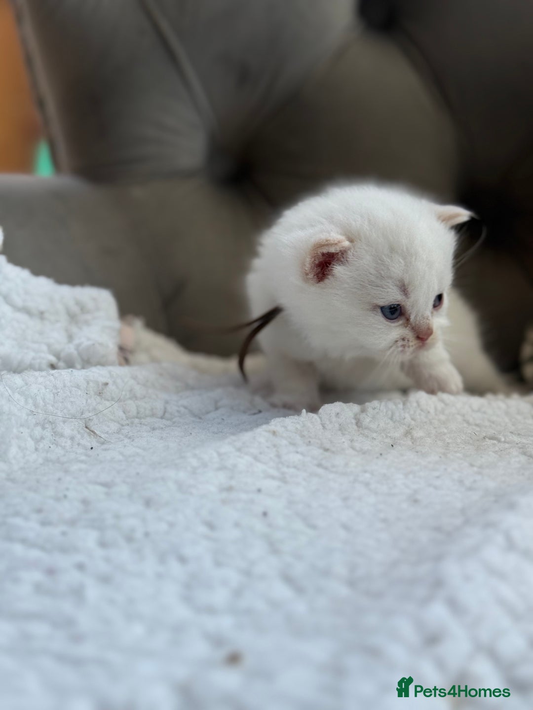 British Shorthair cats for sale: 5 lilac colour point kittens  - Advert 17