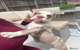 English Bulldog dogs for sale: One gorgeous female left 🐶  in Billericay - Image 8
