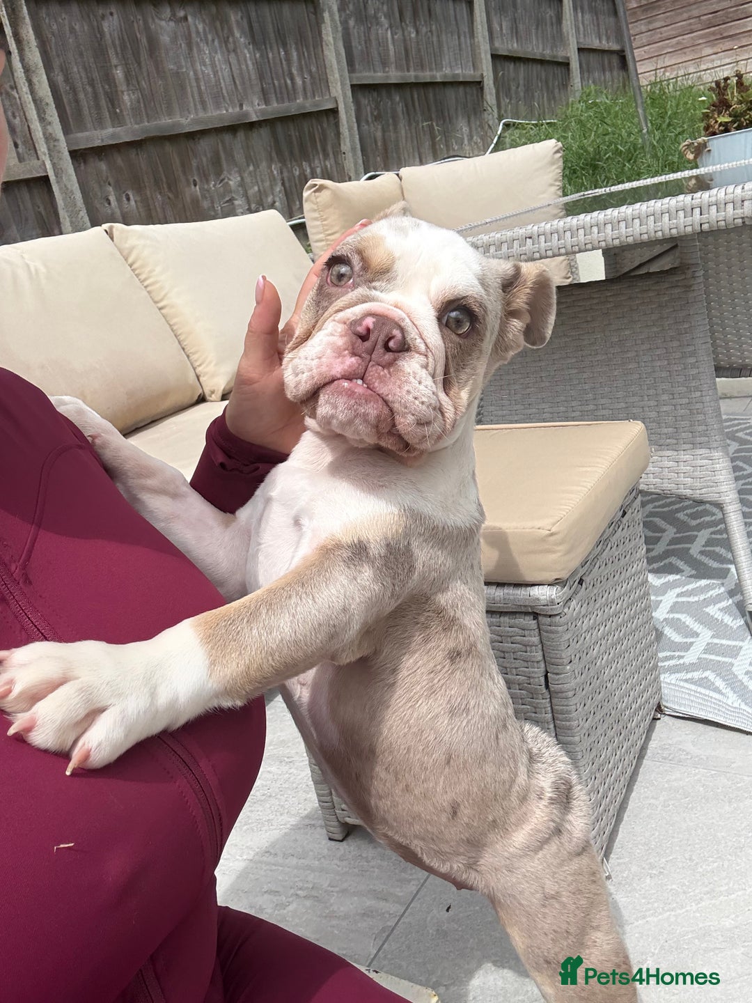 English Bulldog dogs for sale: One gorgeous female left 🐶  in Billericay - Image 8
