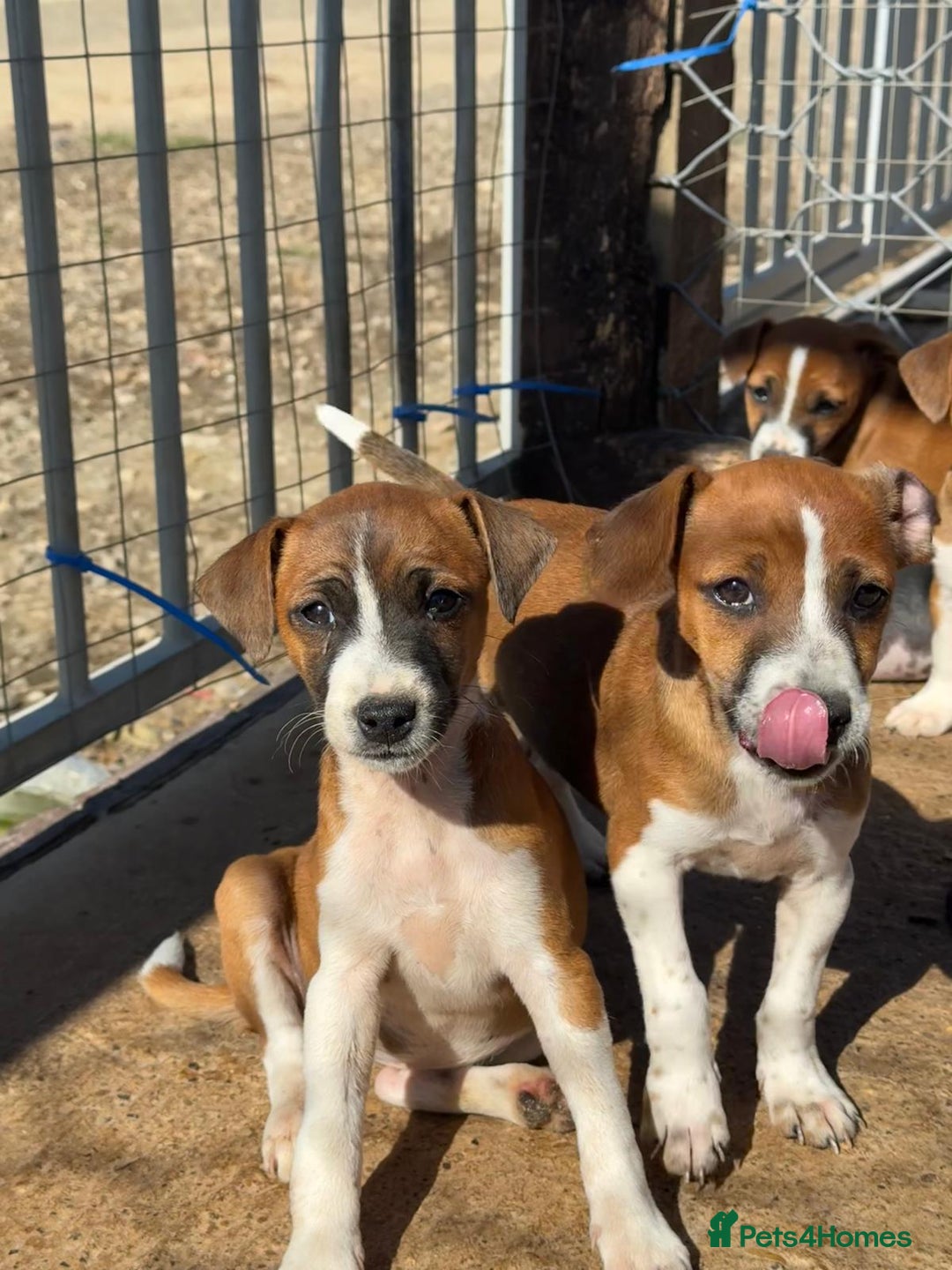 Jack Russell dogs for sale: Jack Russell’s - Image 10
