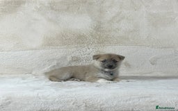Pomsky dogs for sale: Stunning blue eyes F3 Pomsky puppies for sale  - Image 23