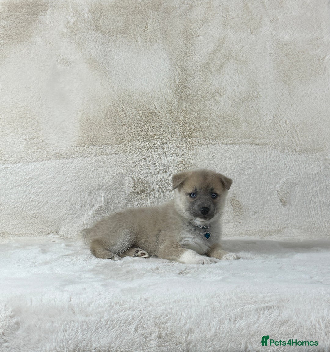 Pomsky dogs for sale: Stunning blue eyes F3 Pomsky puppies for sale  - Image 23