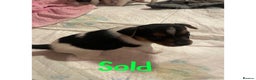 Jack Russell dogs for sale: Beautiful Tri-coloured Jack Russell  - Advert 4