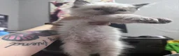 Ragdoll cats for sale: 🌸 ragdoll babies - 1 MALE LEFT 🌸 - Advert 3