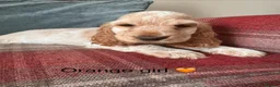 Cocker Spaniel dogs for sale: KC registered, health tested, show type puppies  - Advert 8