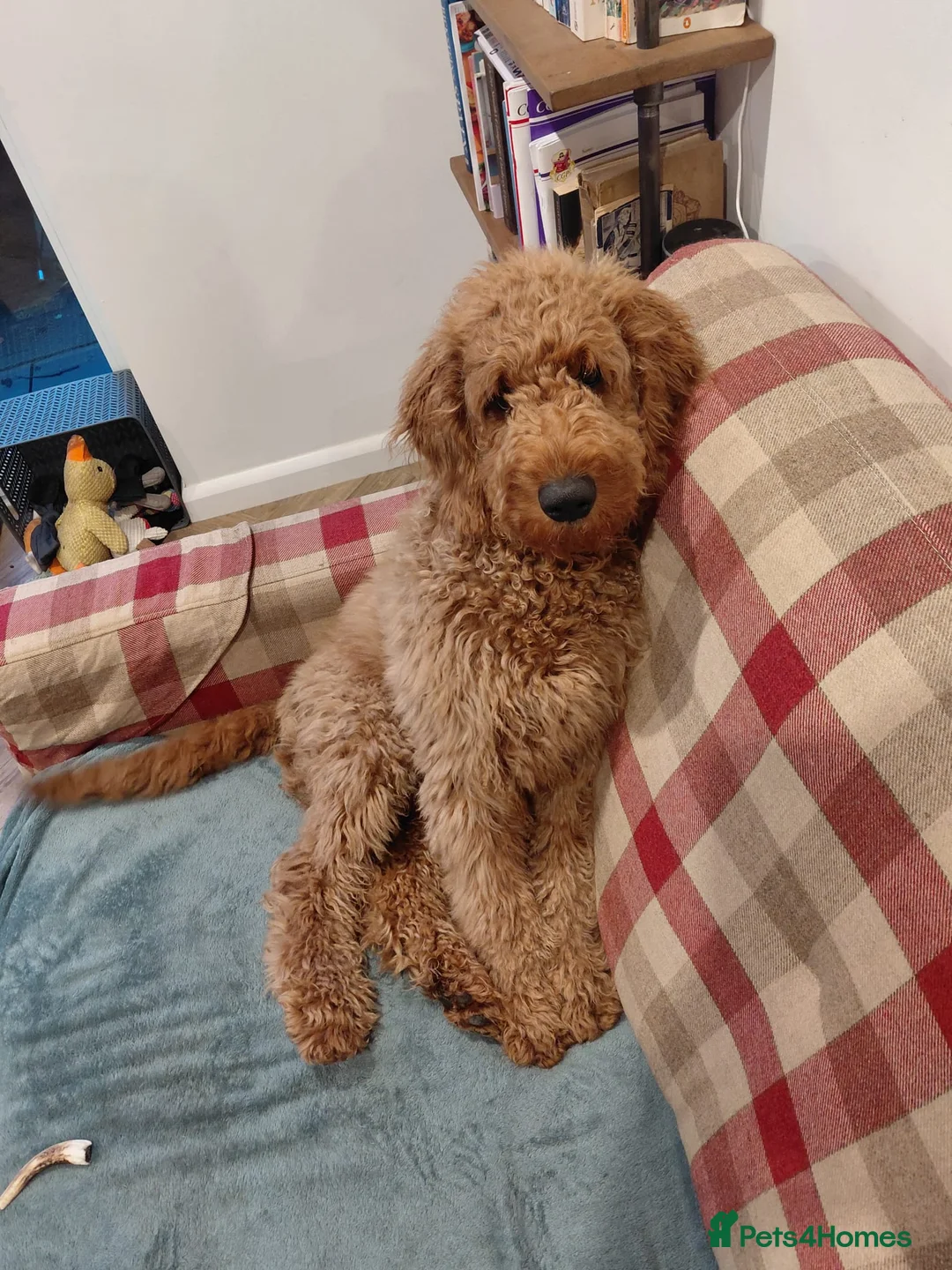 Goldendoodle dogs for sale: 4th generation standard dark red Goldendoodles  - Advert 7