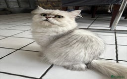 Persian cats for sale: Persian kittens for sale - Image 16